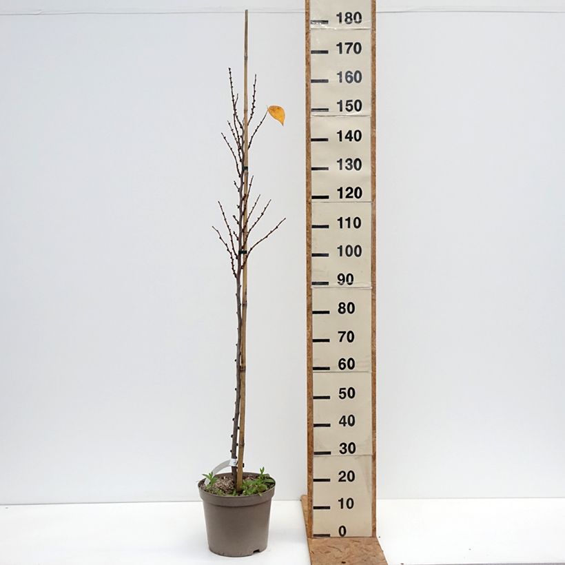 Ejemplar de Cercis chinensis Kay's Early Hope - Árbol del amor Maceta 6L/7L entregado en otoño