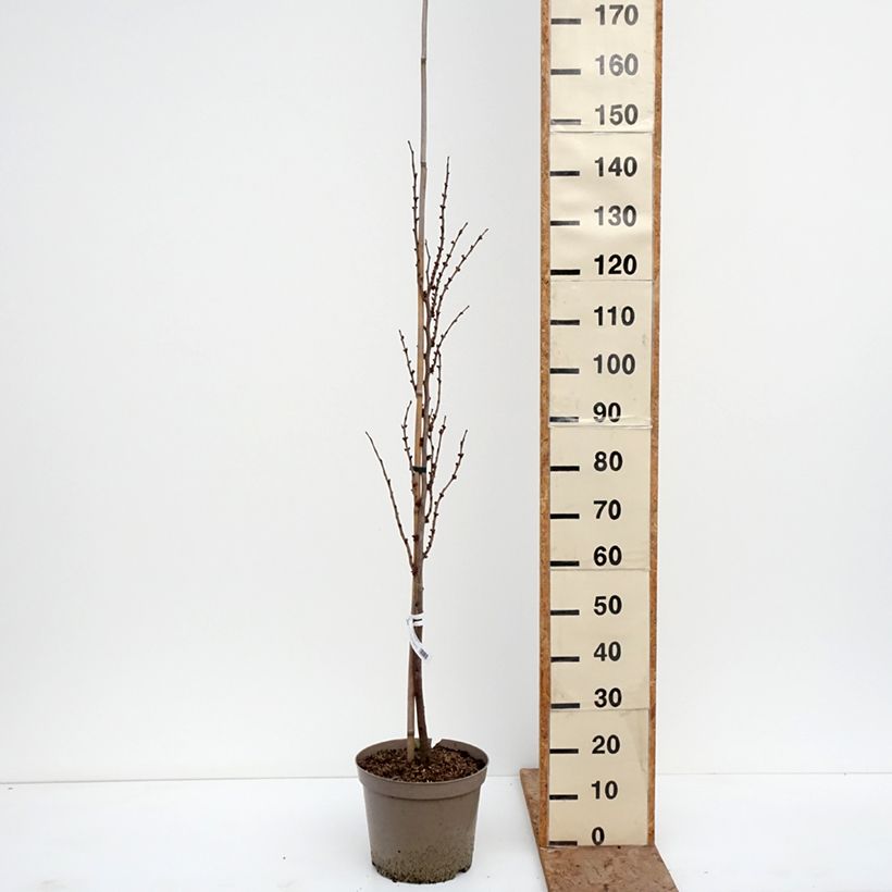 Cercis chinensis Kay's Early Hope - Árbol del amor Maceta 6L/7L, Arból joven Ejemplar entregado en invierno