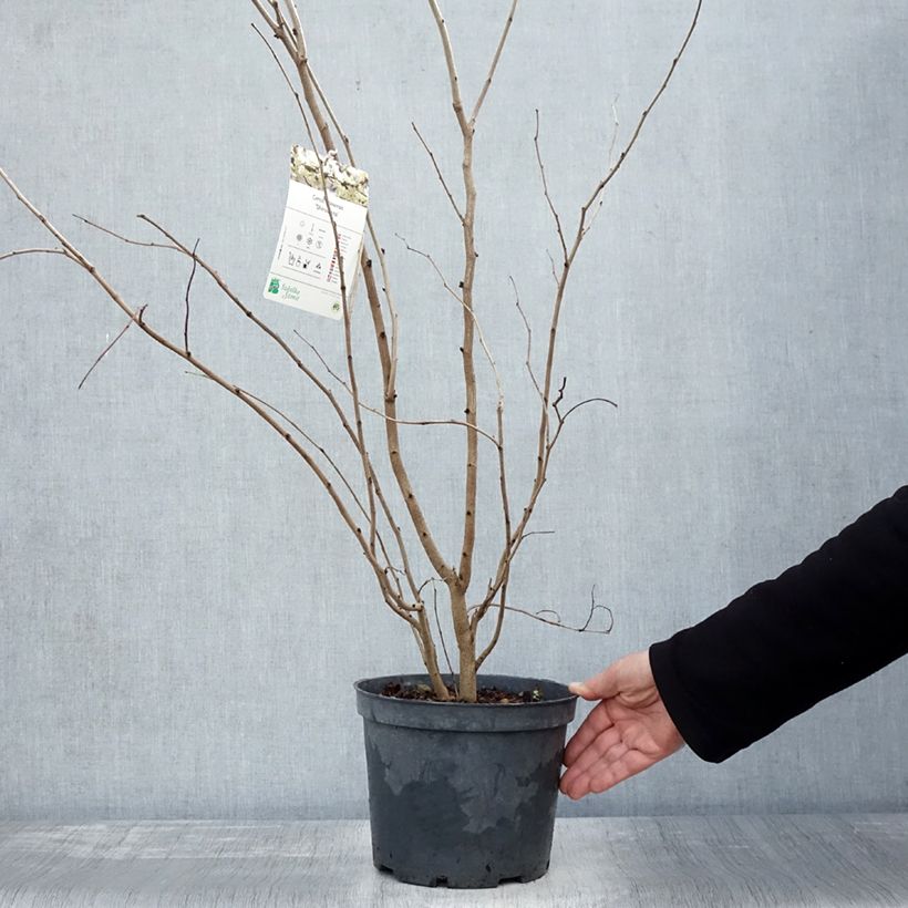 Ejemplar de Cercis chinensis Shirobana - Árbol del amor Maceta 4L/5L entregado en otoño