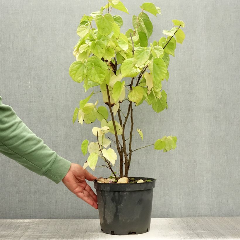 Ejemplar de Cercis chinensis Shirobana - Árbol del amor Maceta 4L/5L entregado en verano