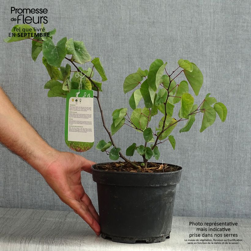 Ejemplar de Árbol del amor - Cercis siliquastrum Maceta 3L/4L entregado en verano