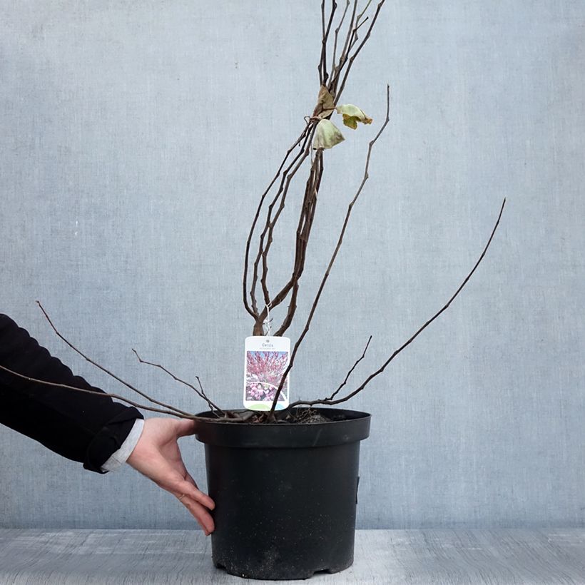 Ejemplar de Árbol del amor - Cercis siliquastrum Maceta 20L/25L entregado en otoño