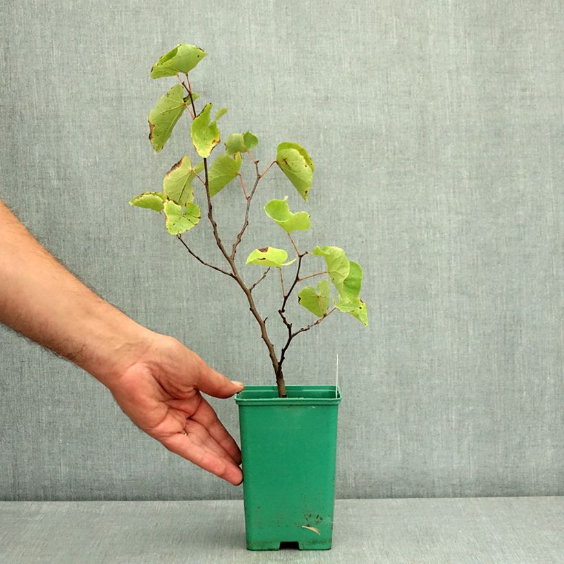Ejemplar de Árbol del amor - Cercis siliquastrum Maceta de 12 cm / 13 cm, Arból joven entregado en verano