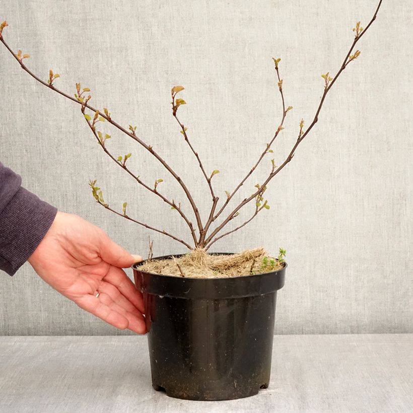 Árbol del amor - Cercis siliquastrum Maceta 3L/4L Ejemplar entregado en la primavera