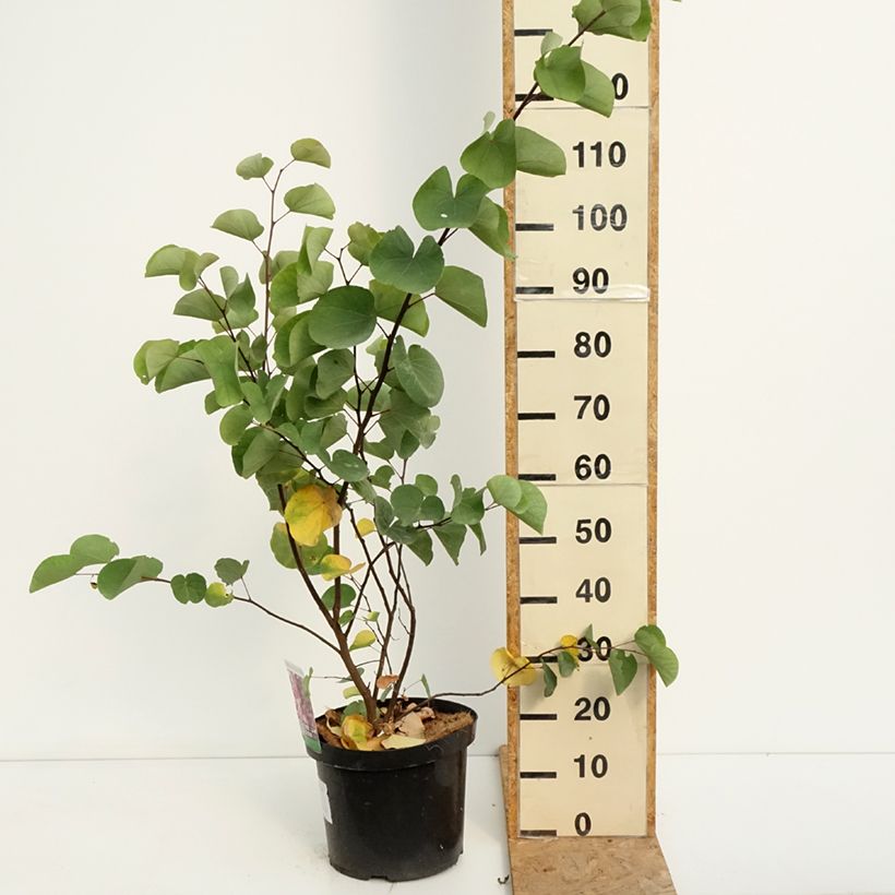 Ejemplar de Árbol del amor - Cercis siliquastrum Maceta 20L/25L entregado en verano