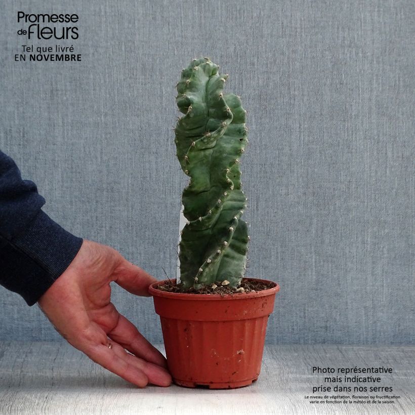 Ejemplar de Cereus forbesii Spiralis Maceta de 12 cm / 13 cm entregado en otoño