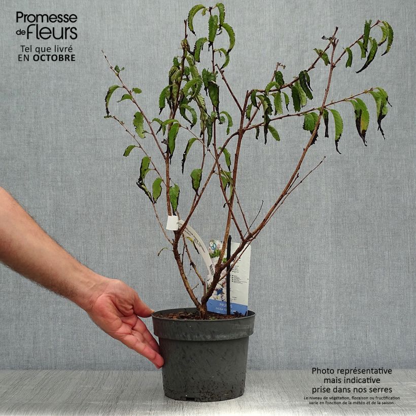 Ejemplar de Cerezo enano Japonés Oshidori - Prunus incisa Maceta 2L/3L entregado en otoño