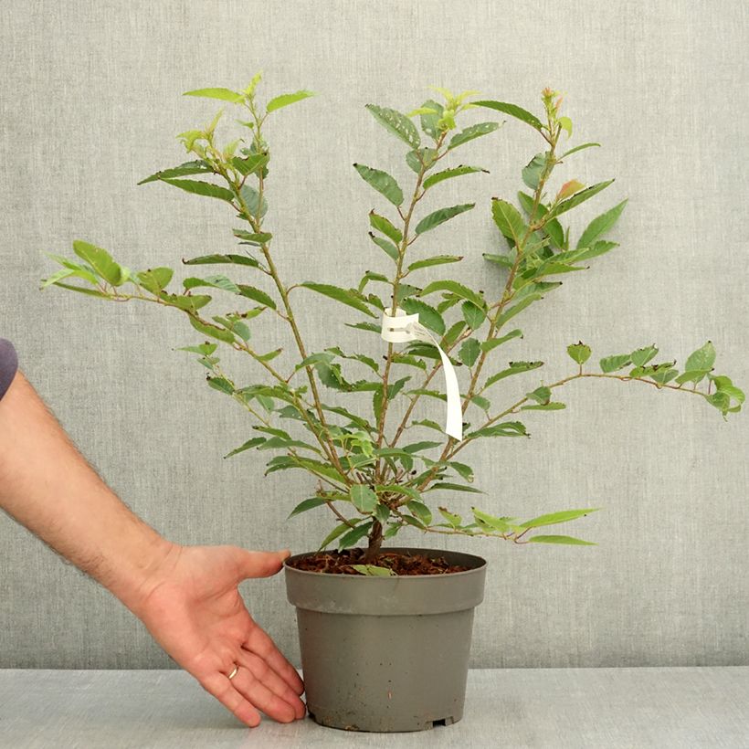 Ejemplar de Cerisier à fleurs du Japon nain - Prunus incisa Paean Pot de 2L/3L entregado en verano