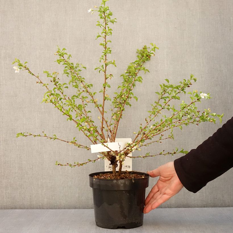 Cerezo enano Japonés Yamadei - Prunus incisa Maceta 2L/3L Ejemplar entregado en la primavera