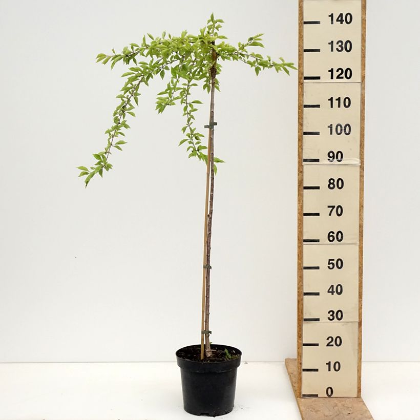 Cerezo enano Japonés Frilly Frock - Prunus incisa Maceta 7,5L/10L, Tallo Ejemplar entregado en la primavera