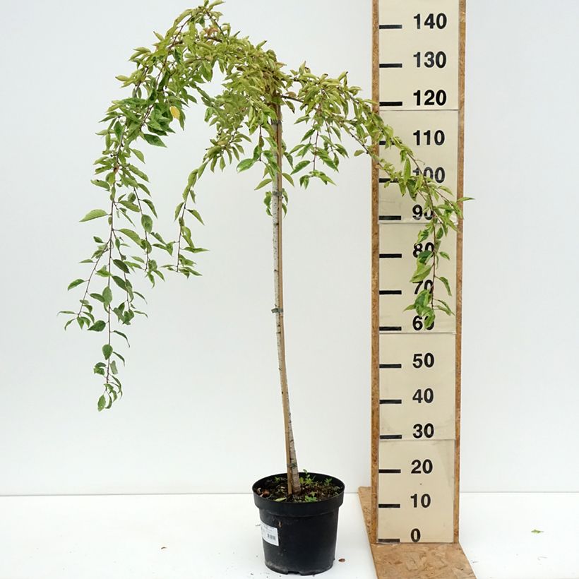 Ejemplar de Cerezo enano Japonés Frilly Frock - Prunus incisa Maceta 7,5L/10L, Tallo entregado en verano