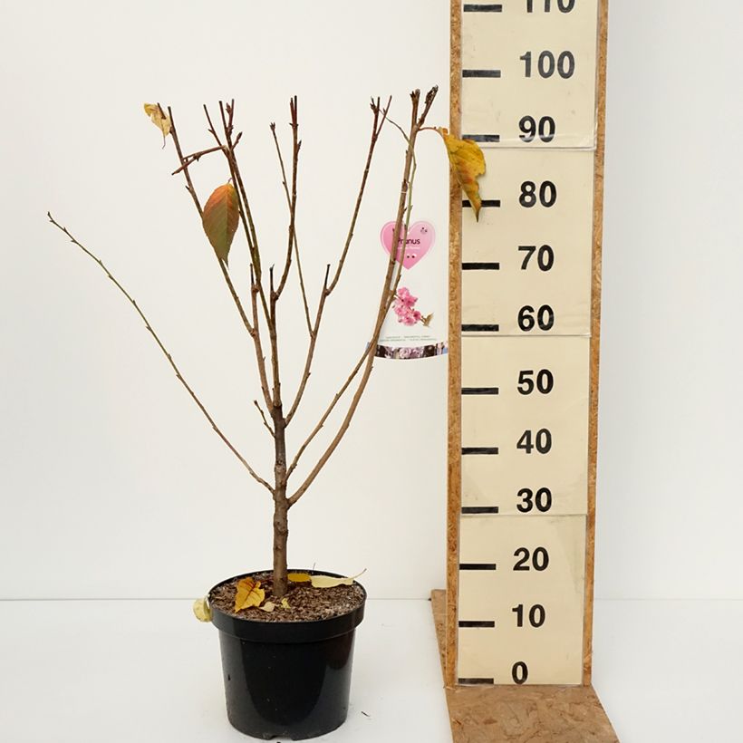 Ejemplar de Cerezo japonés Kanzan - Prunus serrulata Maceta 7,5L/10L, Formación arbustiva entregado en otoño