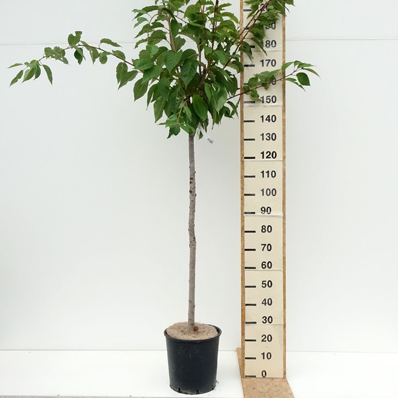 Ejemplar de Cerezo japonés Kanzan - Prunus serrulata Maceta 7,5L/10L entregado en verano