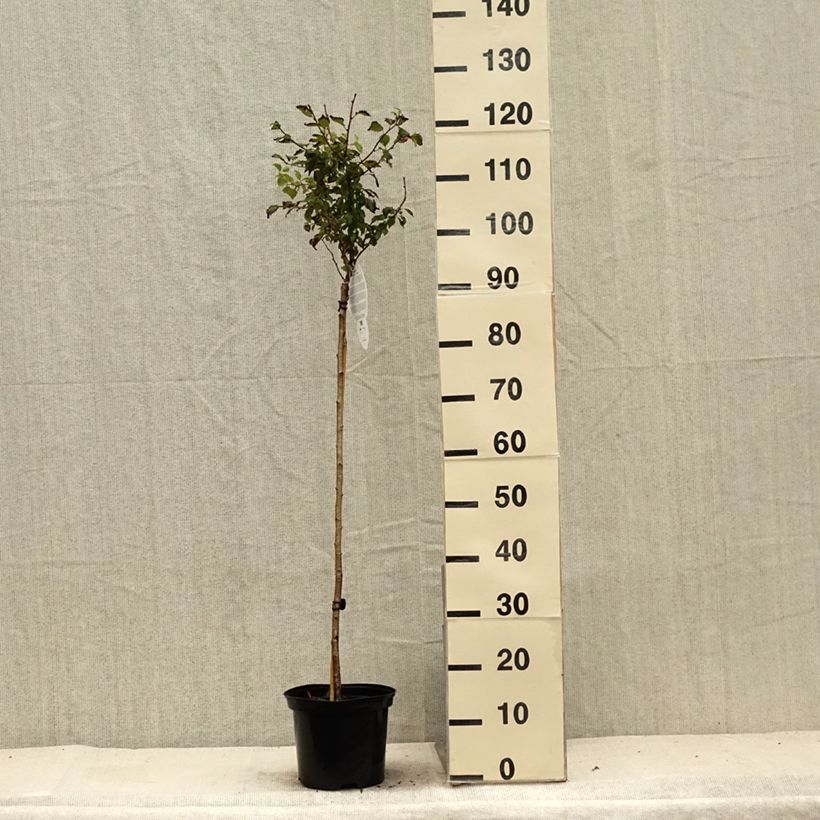Ejemplar de Cerezo enano Japonés Kojo no mai - Prunus incisa Maceta 4L/5L, Tallo entregado en verano
