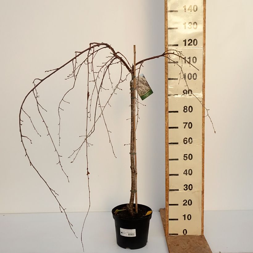 Ejemplar de Prunus yedoensis - Cerezo Ivensii Maceta 4L/5L entregado en otoño