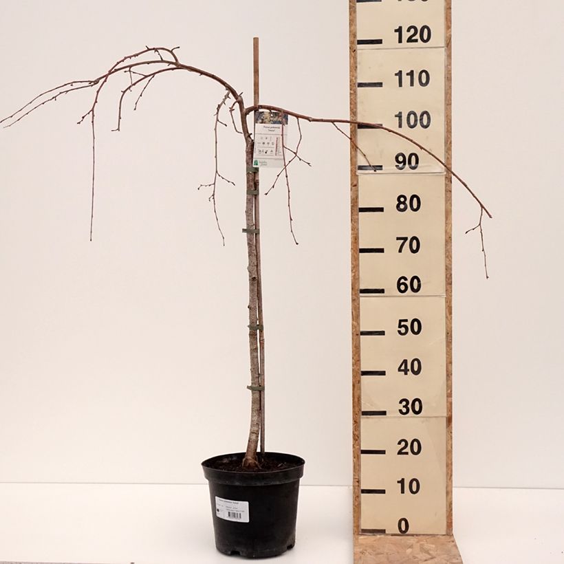Prunus yedoensis - Cerezo Ivensii Maceta 4L/5L Ejemplar entregado en invierno