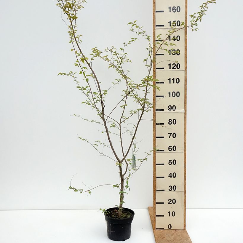 Ejemplar de Cerezo de flor Hally Jolivette Maceta 4L/5L entregado en verano