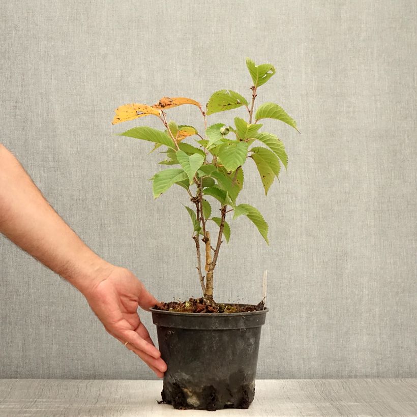 Ejemplar de Prunus hillieri Spire Maceta 3L/4L entregado en verano