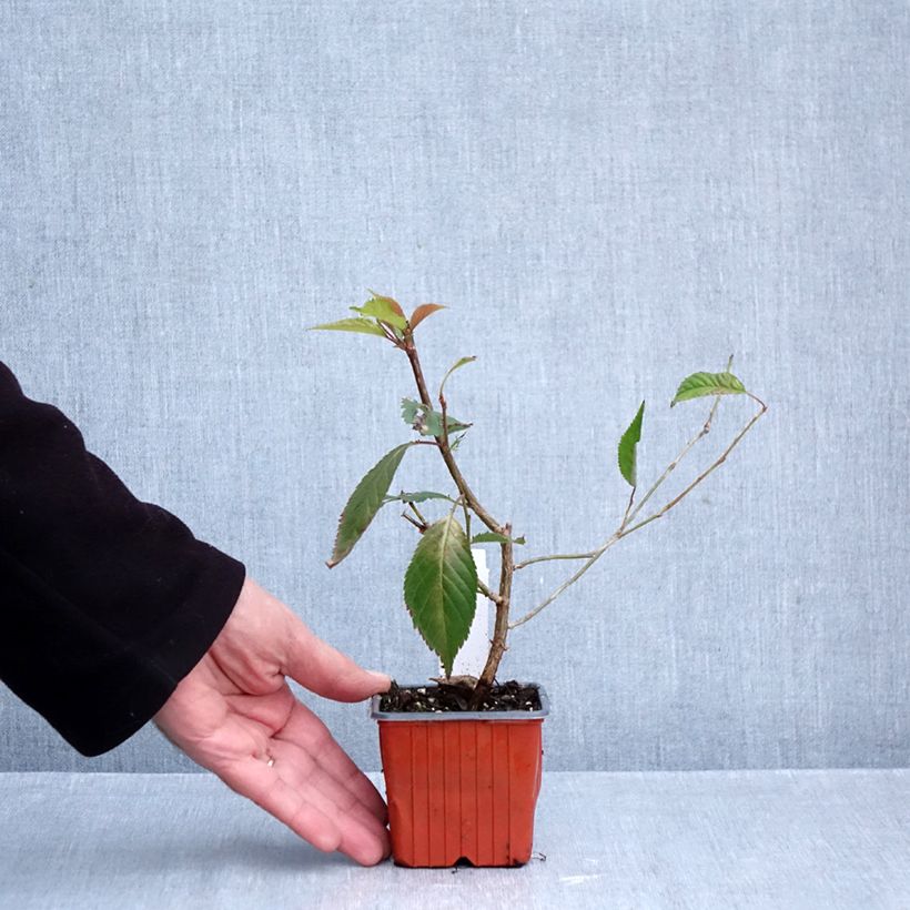 Ejemplar de Prunus nipponica var. kurilensis Brillant Maceta de 8/9 cm entregado en otoño