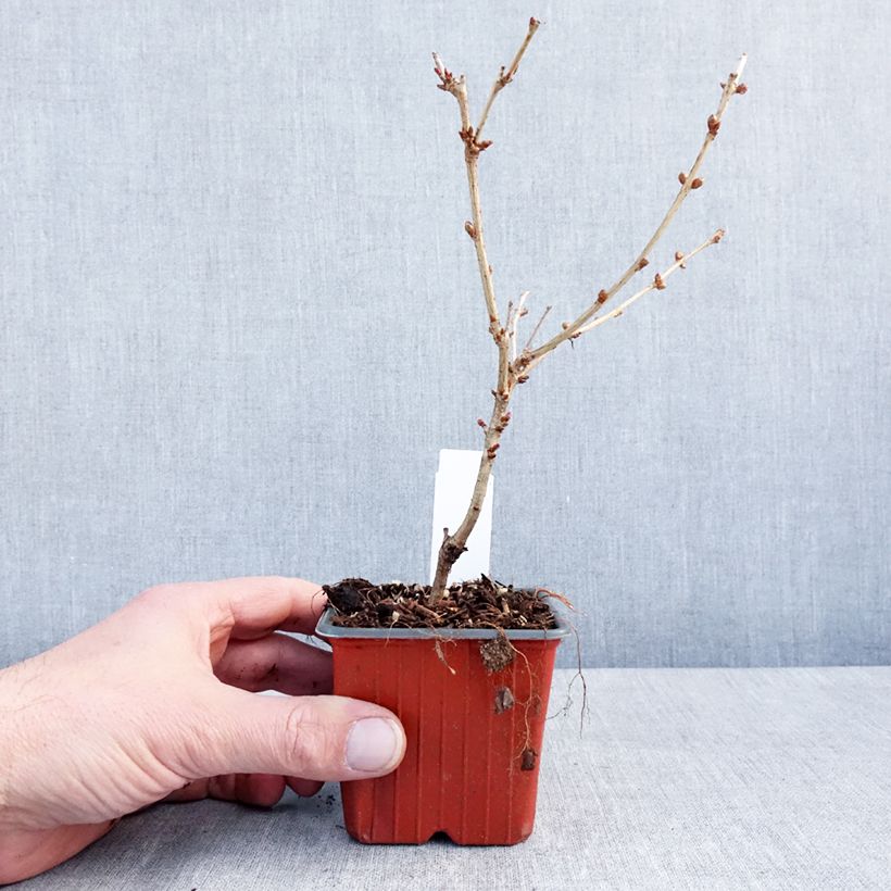 Prunus nipponica var. kurilensis Brillant Maceta de 8/9 cm Ejemplar entregado en invierno