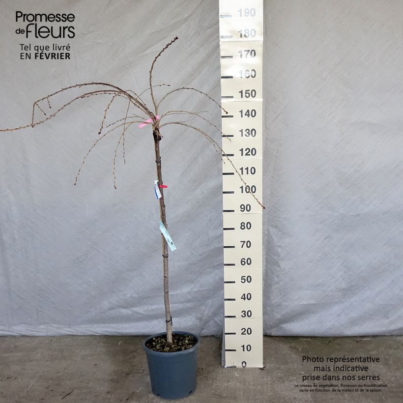 Cerezo japonés Kiku-Shidare-Zakura - Prunus serrulata Maceta 7,5L/10L Ejemplar entregado en invierno