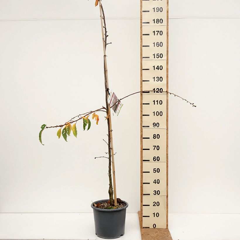 Ejemplar de Cerezo japonés Kiku-Shidare-Zakura - Prunus serrulata Maceta 7,5L/10L entregado en otoño
