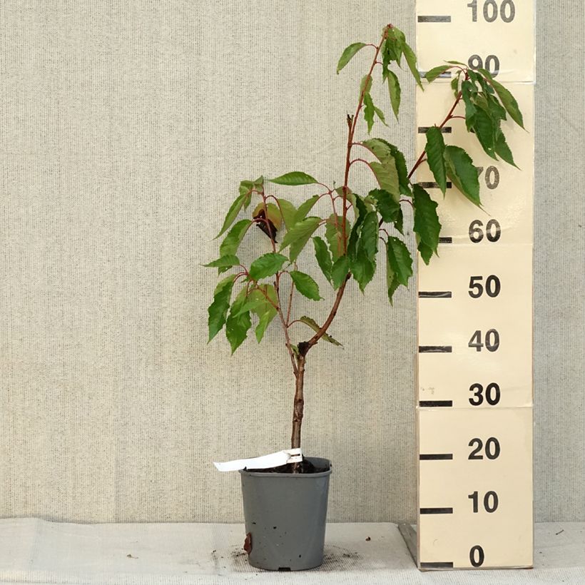 Ejemplar de Cerezo japonés Pink Perfection - Prunus serrulata Maceta 4L/5L entregado en otoño