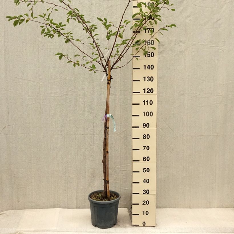 Ejemplar de Cerezo japonés Shirofugen - Prunus serrulata Maceta 12L/15L, Medio tallo entregado en verano