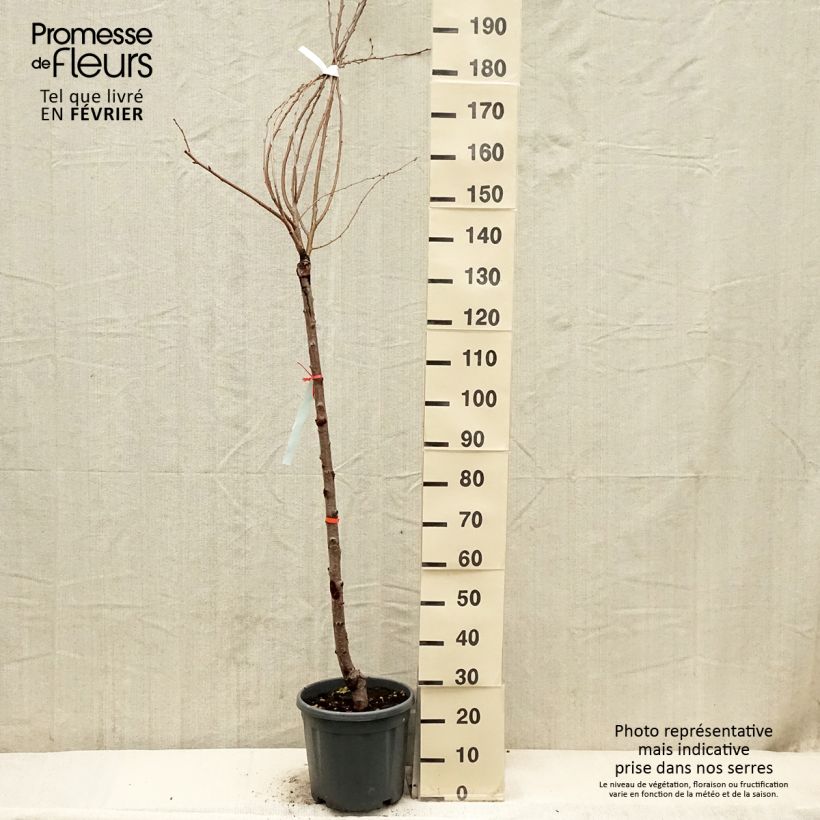 Cerezo japonés Shirofugen - Prunus serrulata Maceta 12L/15L Ejemplar entregado en invierno