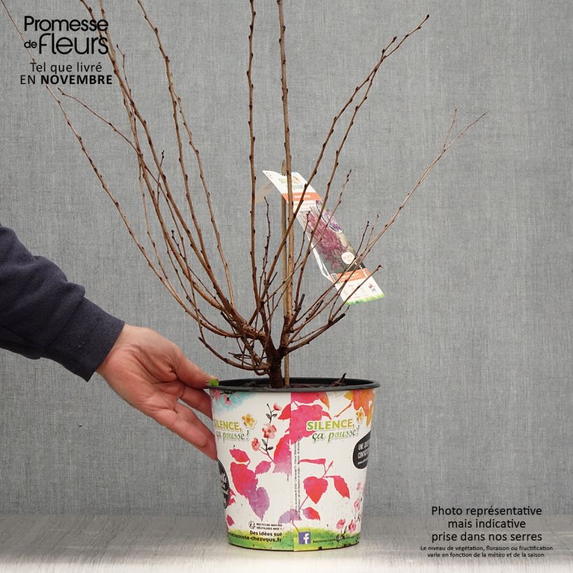 Ejemplar de Cerezo de flor subhirtella Fukubana Maceta 4L/5L entregado en otoño