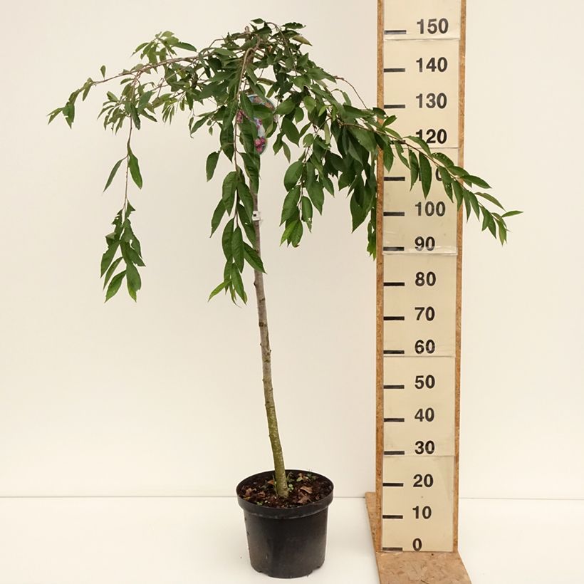Ejemplar de Cerezo de flor subhirtella Pendula Rubra Maceta 7,5L/10L, Tallo entregado en verano