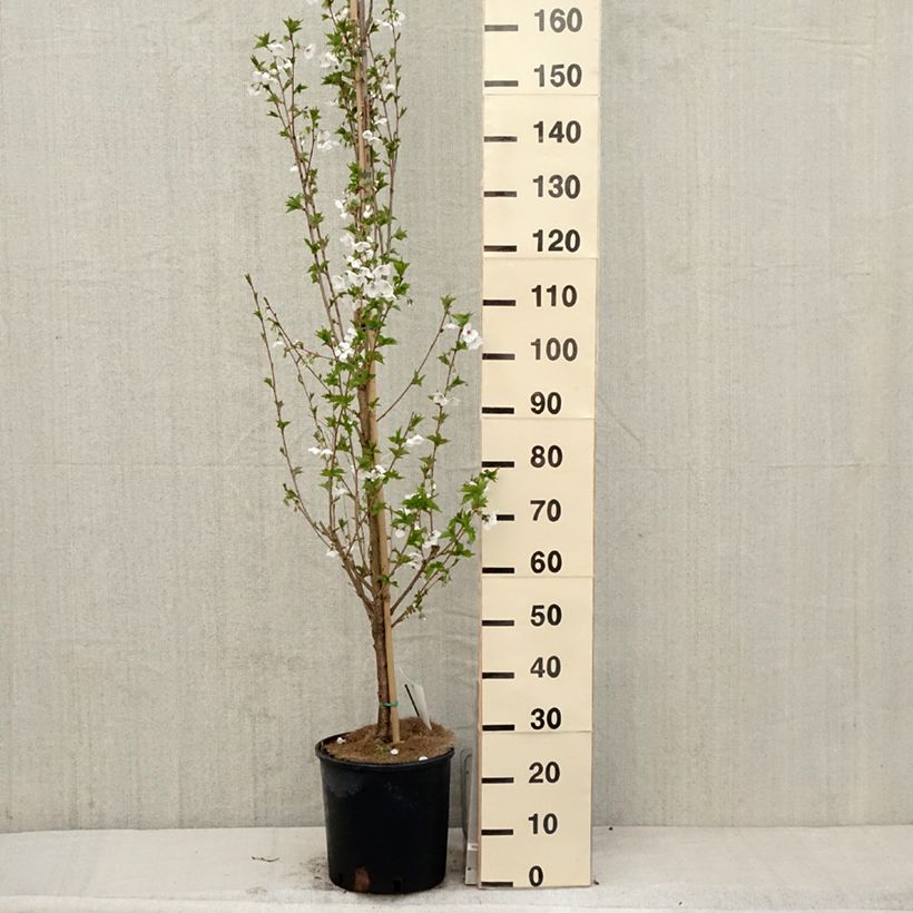 Cerezo de flor Umineko Maceta 12L/15L Ejemplar entregado en la primavera