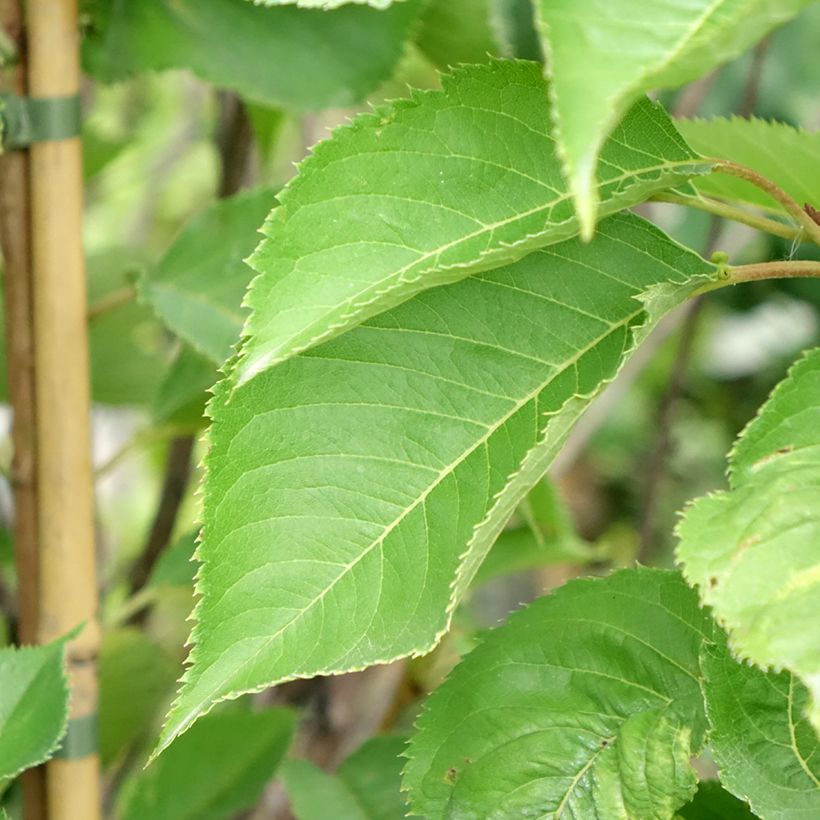 Prunus yedoensis - Cerezo Yoshino (Follaje)