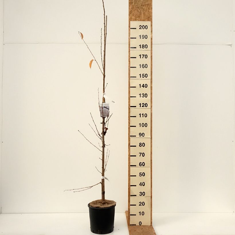 Ejemplar de Prunus yedoensis - Cerezo Yoshino Maceta 12L/15L entregado en otoño