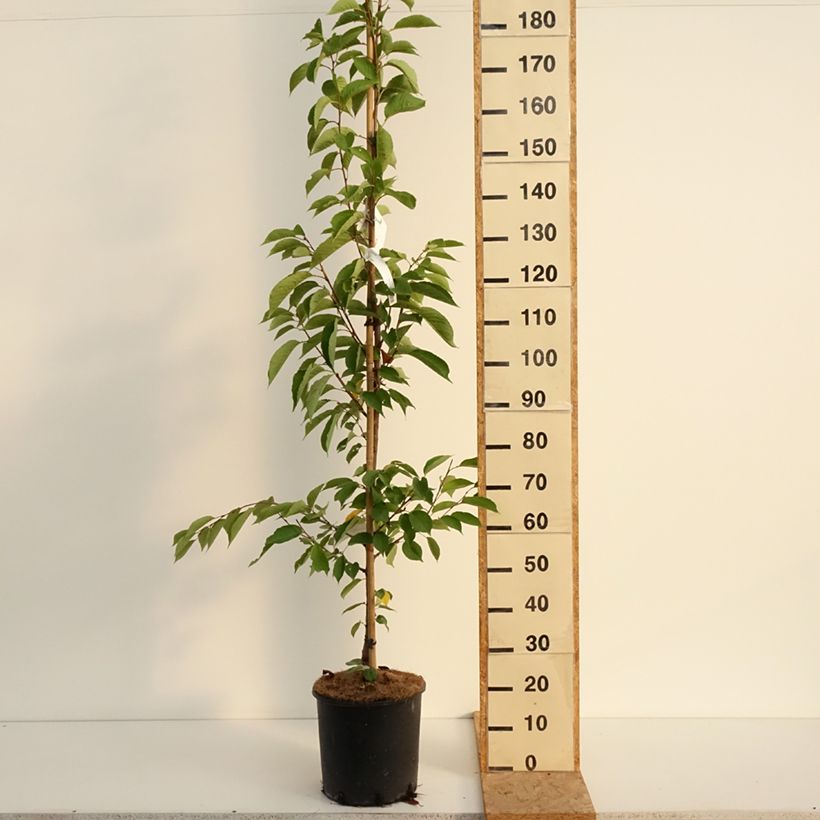 Ejemplar de Prunus yedoensis - Cerezo Yoshino Maceta 12L/15L entregado en verano
