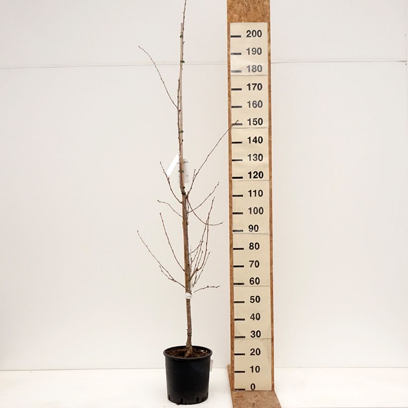 Prunus yedoensis - Cerezo Yoshino Maceta 12L/15L Ejemplar entregado en invierno