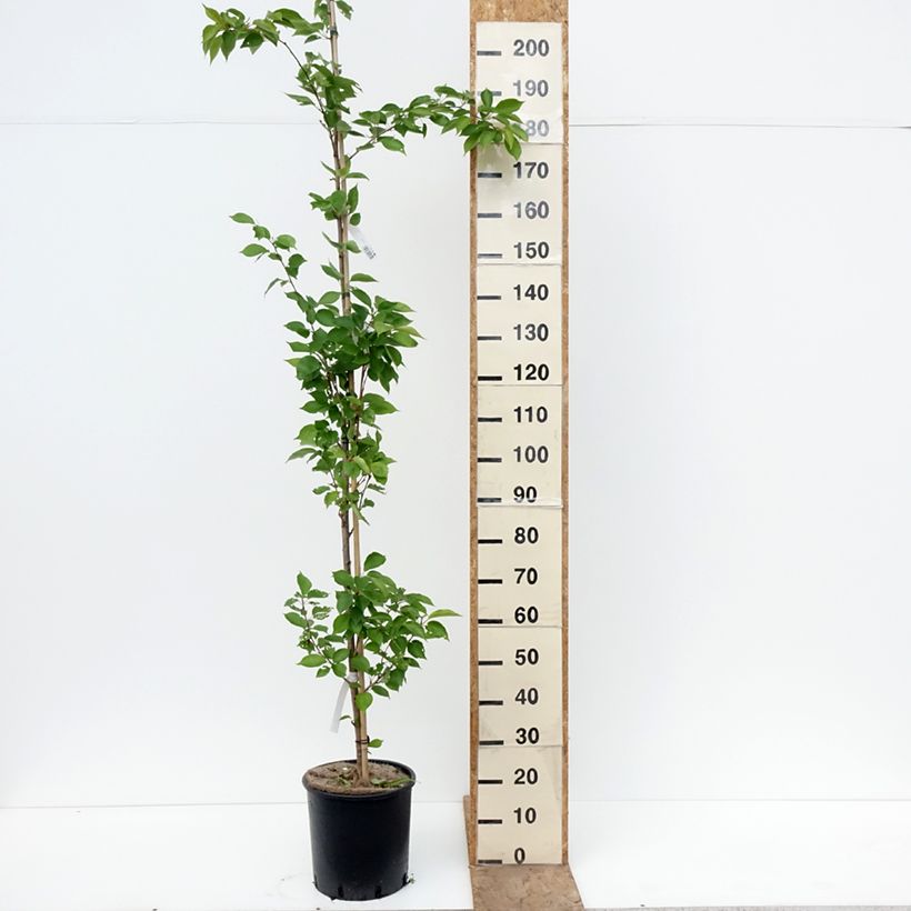 Prunus yedoensis - Cerezo Yoshino Maceta 12L/15L Ejemplar entregado en la primavera