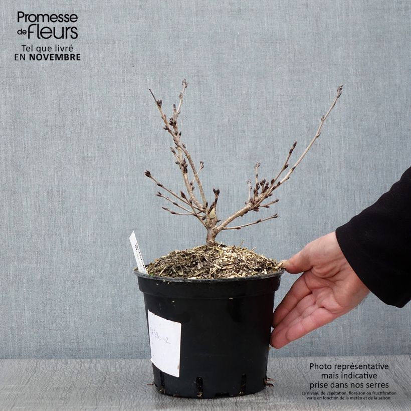 Ejemplar de Prunus yedoensis - Cerezo Yoshino Maceta 3L/4L entregado en otoño