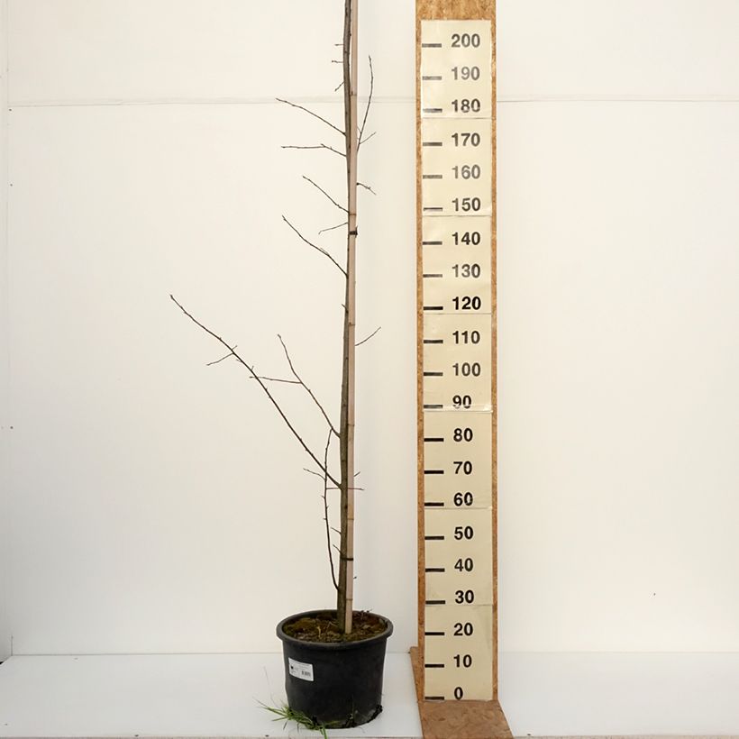 Ejemplar de Cerezo de Virginia Canada Red - Prunus virginiana Maceta 20L/25L entregado en otoño