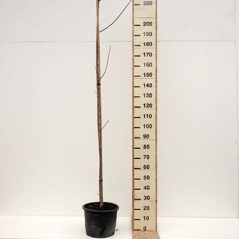 Cerezo de Virginia Canada Red - Prunus virginiana Maceta 20L/25L Ejemplar entregado en invierno