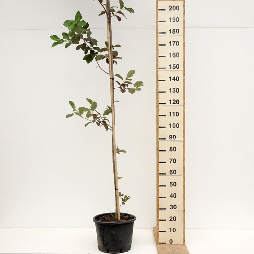 Cerezo de Virginia Canada Red - Prunus virginiana Maceta 20L/25L Ejemplar entregado en la primavera