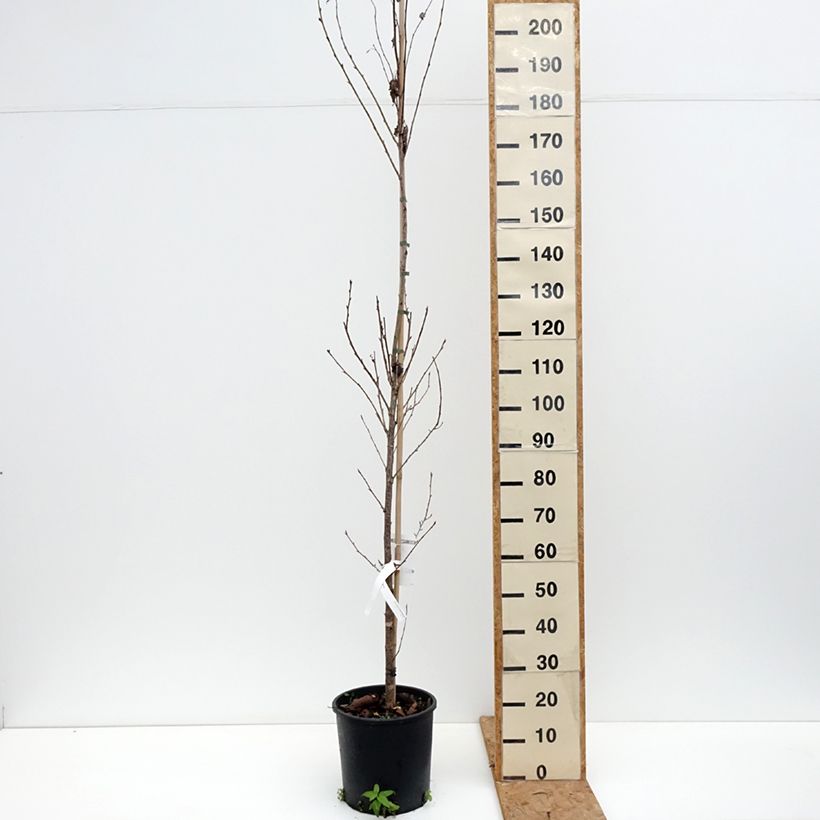 Ejemplar de Cerezo japonés Sunset Boulevard - Prunus serrulata Maceta 12L/15L entregado en otoño