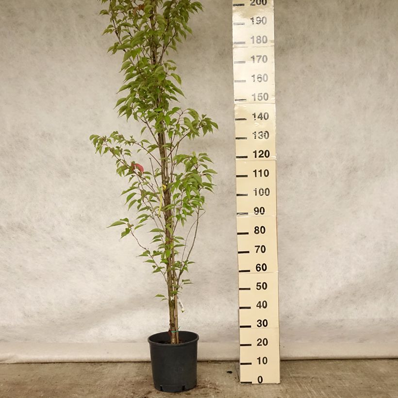Ejemplar de Cerezo japonés Sunset Boulevard - Prunus serrulata Maceta 12L/15L entregado en verano