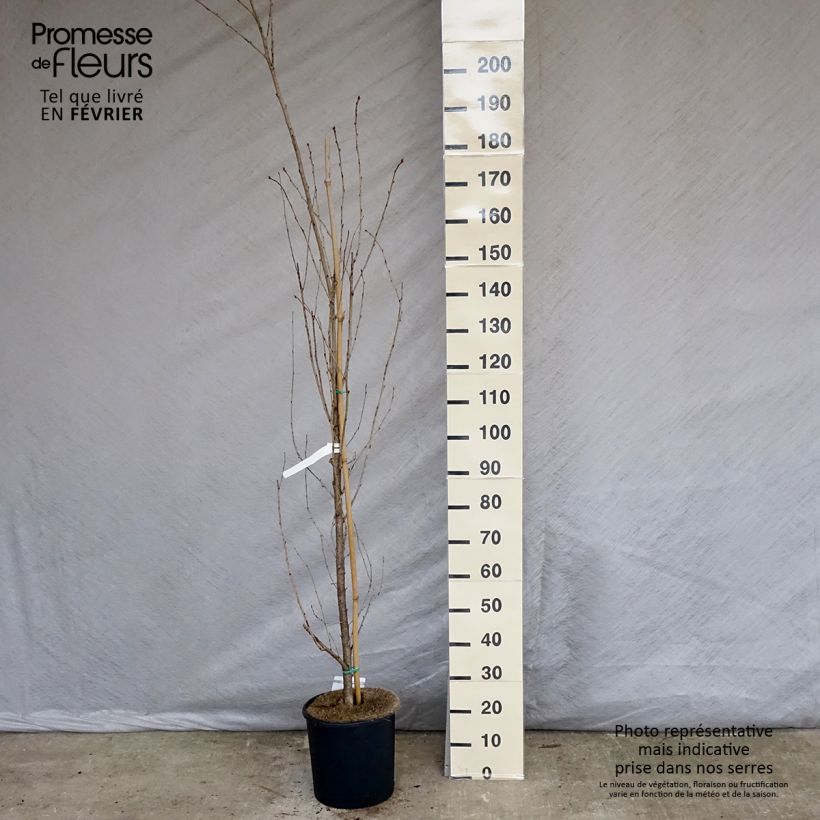 Cerezo japonés Sunset Boulevard - Prunus serrulata Maceta 12L/15L Ejemplar entregado en invierno