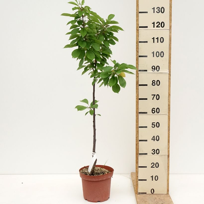 Guinda Anglaise Hâtive Maceta 7,5L/10L, Vástago Ejemplar entregado en la primavera