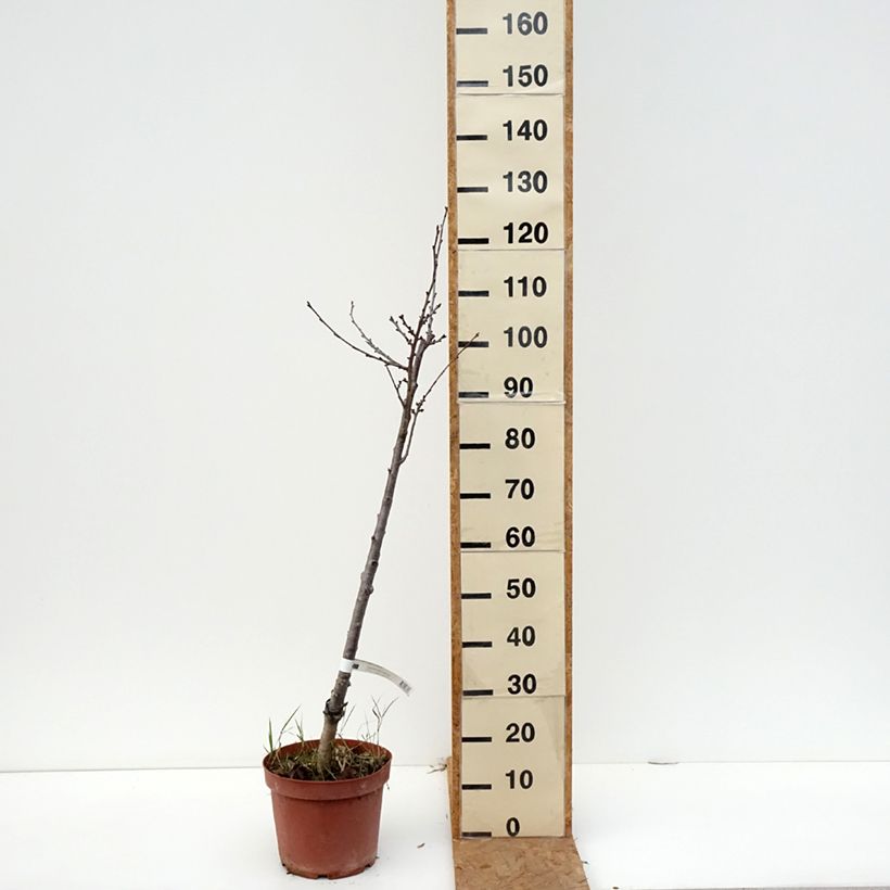 Ejemplar de Guinda Anglaise Hâtive Maceta 7,5L/10L, Vástago entregado en otoño