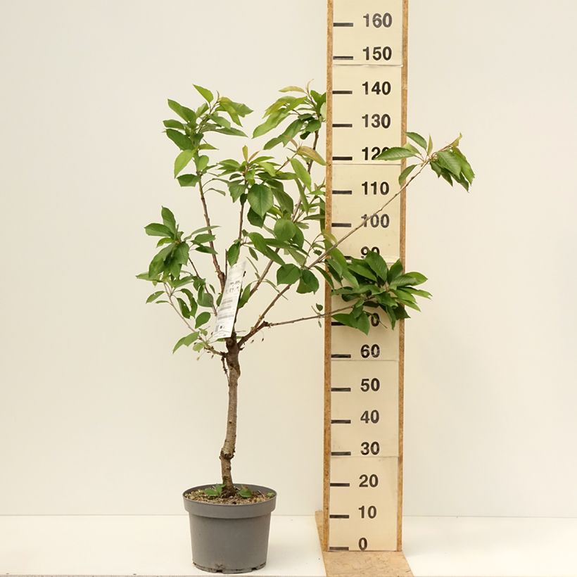 Guinda Belle Magnifique Maceta 7,5L/10L, Copa Ejemplar entregado en la primavera