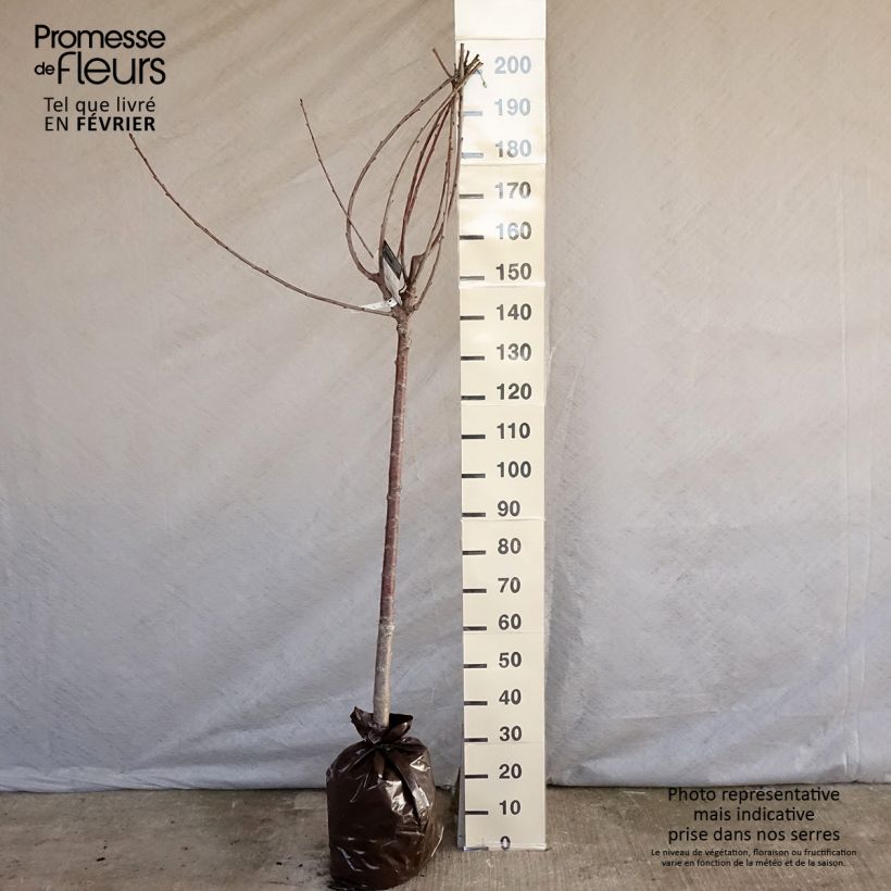 Cerezo Bigarreau Bigalise Cepellón "listo para plantar", Medio tallo Ejemplar entregado en invierno