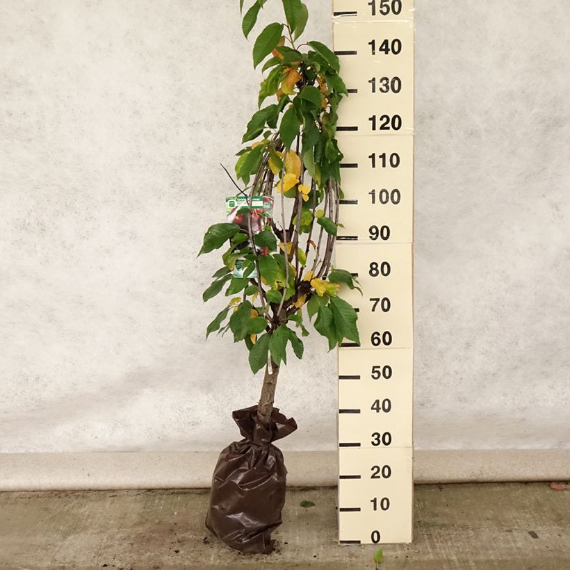 Ejemplar de Cerisier bigarreau Bigalise - Georges Delbard Motte "Prêt-à-planter", Gobelet entregado en verano