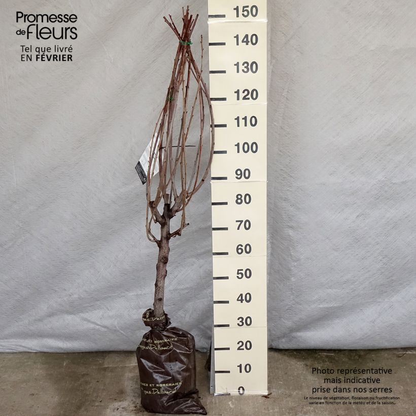 Cerezo Bigarreau Bigalise Cepellón "listo para plantar", Copa Ejemplar entregado en invierno